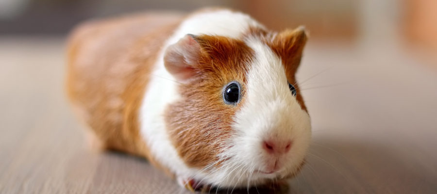 ARE CLINICAL TRIAL PARTICIPANTS REALLY HUMAN GUINEA PIGS